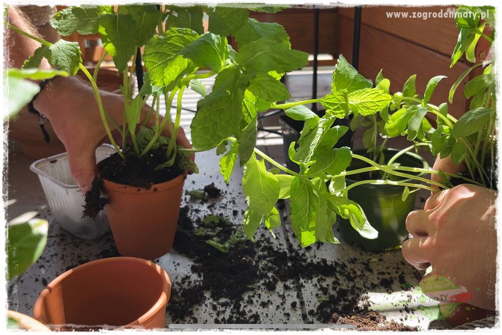 aranżacja balkonu 19 aranżacja balkonu 19