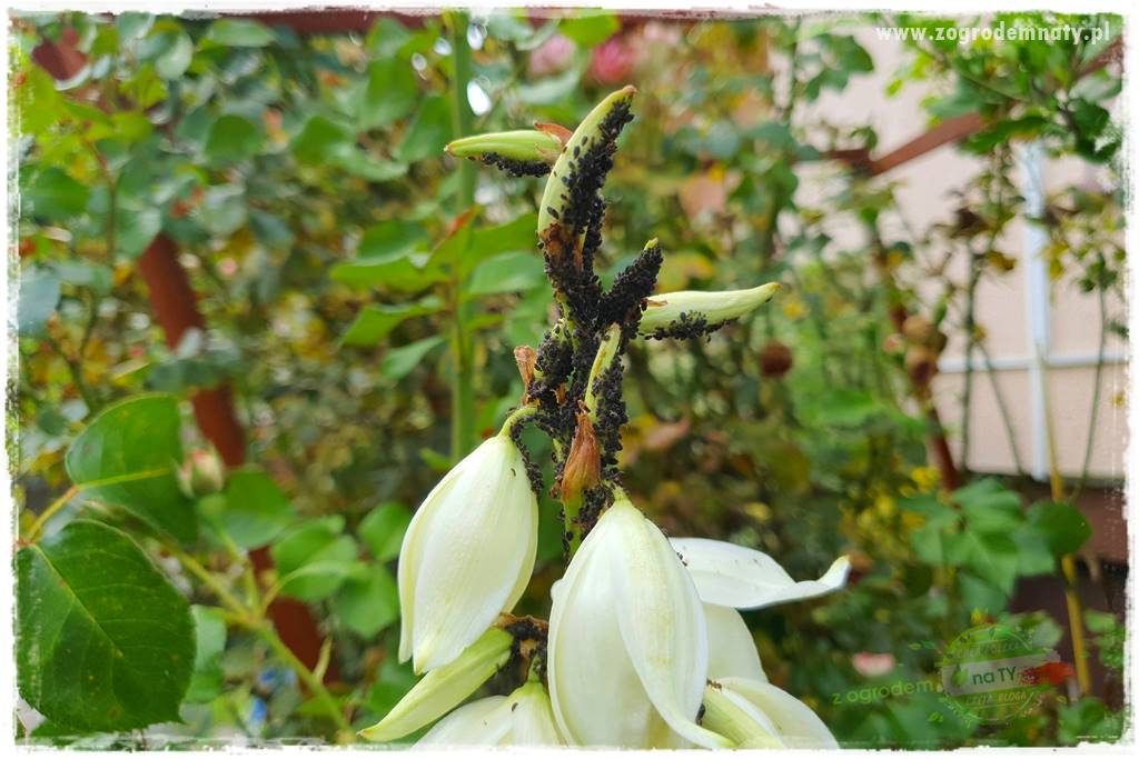 końcówki do opryskiwacza 1