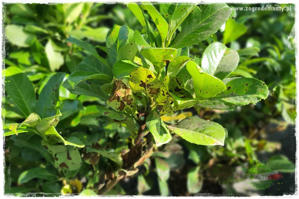 końcówki do opryskiwacza 2