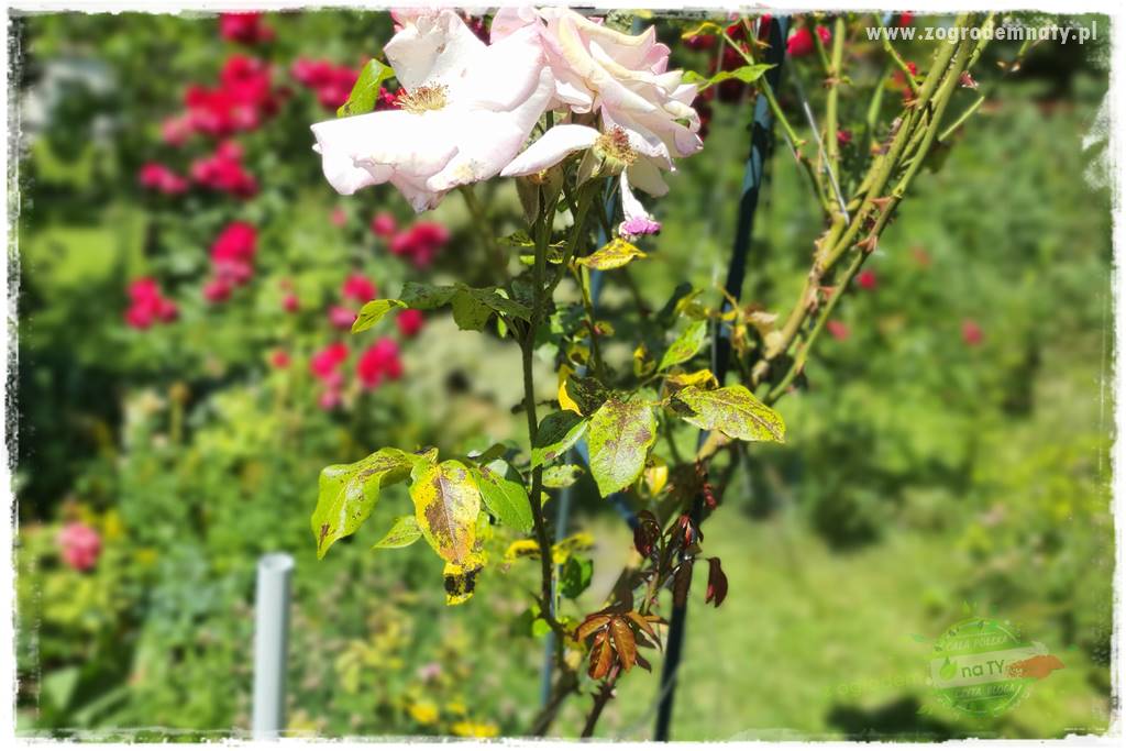 końcówki do opryskiwacza 3