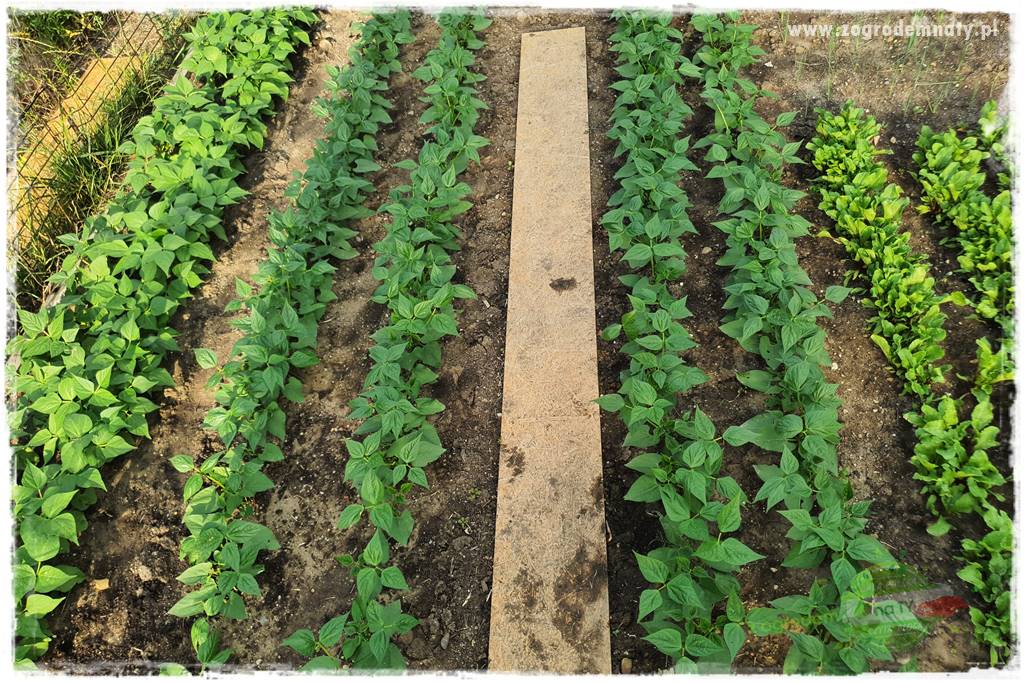 końcówki do opryskiwacza 44