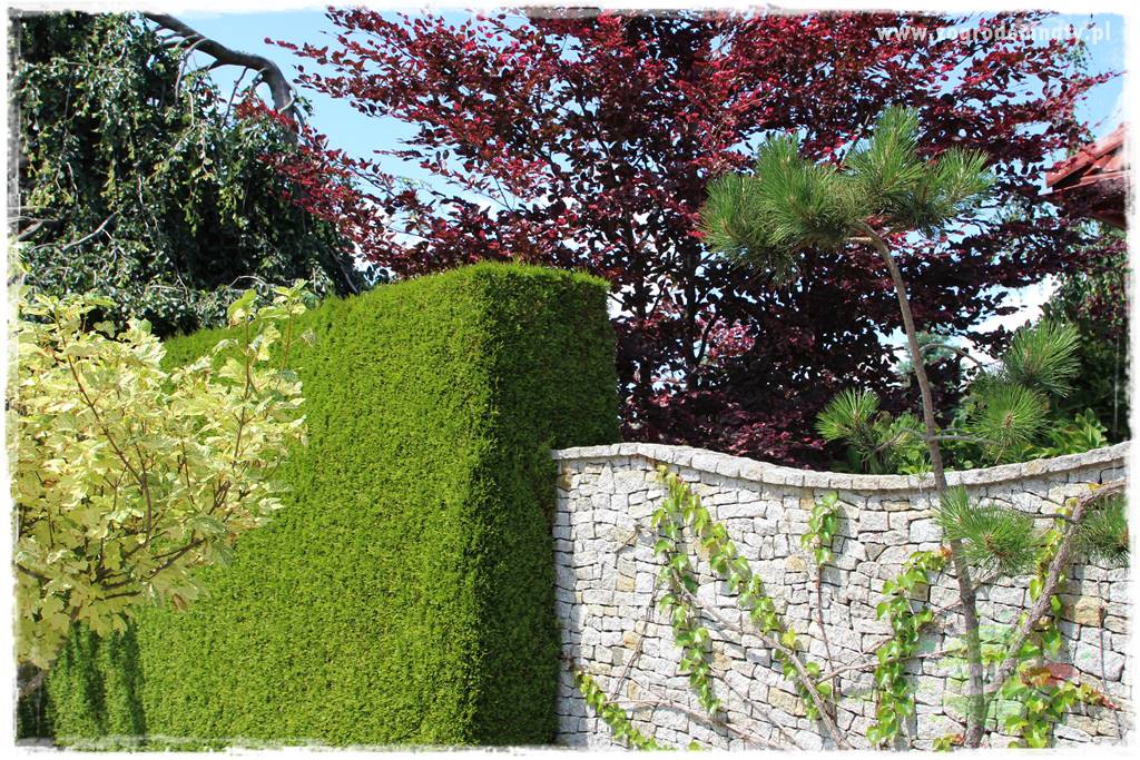 ogród polsko japoński 412