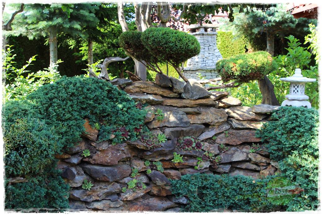 ogród polsko japoński 416