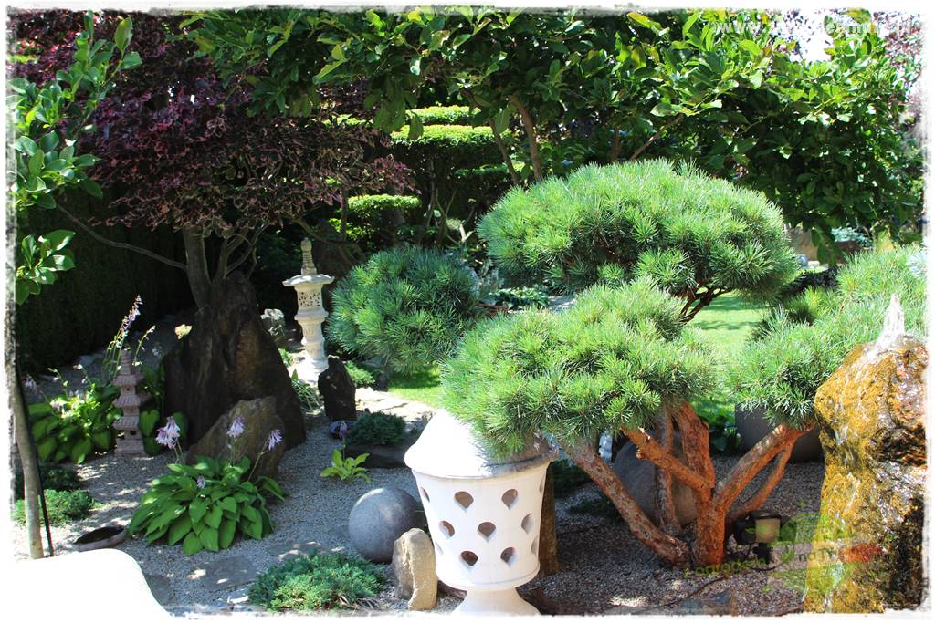 ogród polsko japoński 417