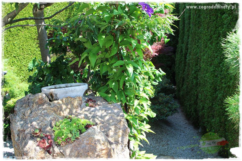 ogród polsko japoński 419