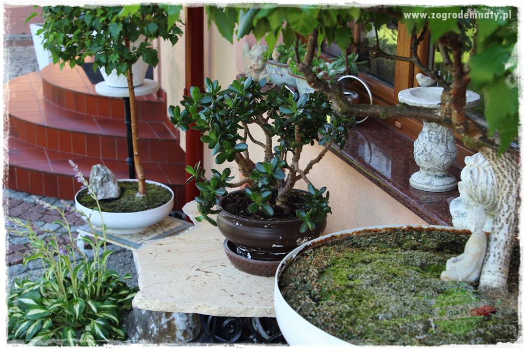 ogród polsko japoński 425