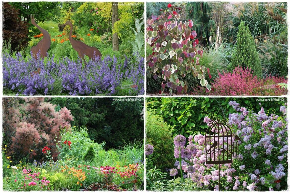 rośliny na zasadową glebę 0