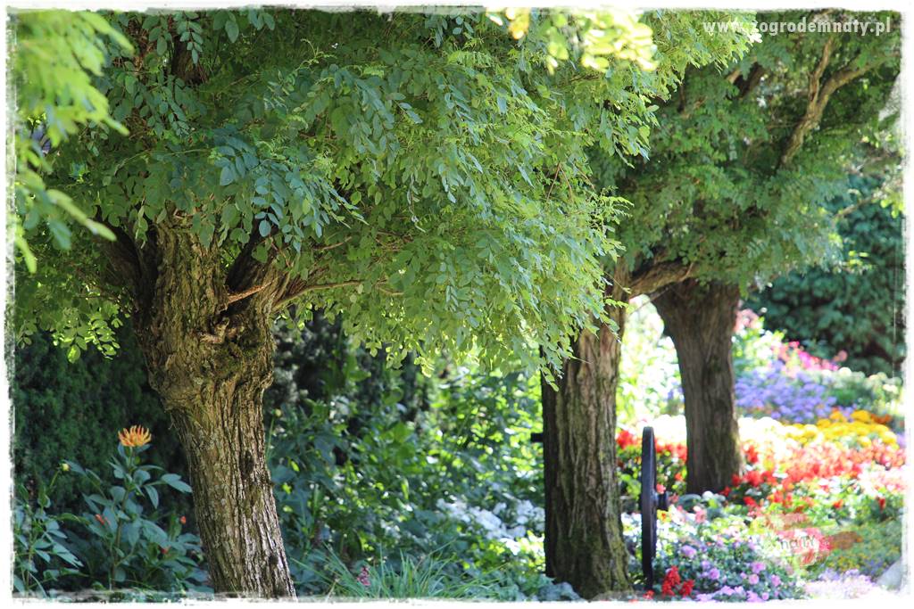 rośliny na zasadową glebę 12