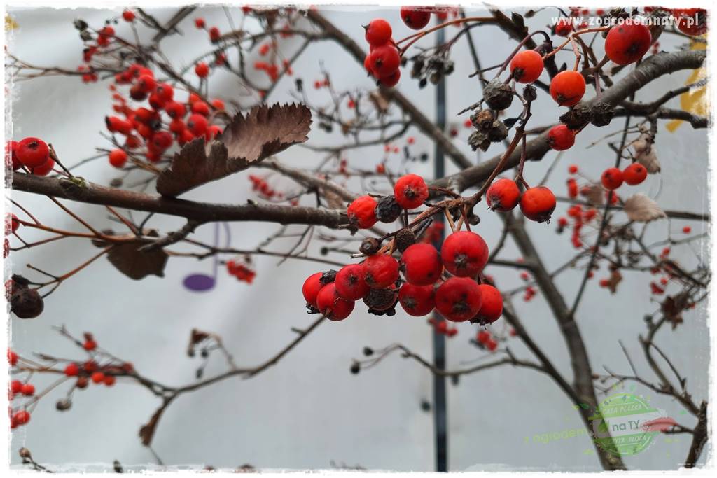 rośliny na zasadową glebę 15