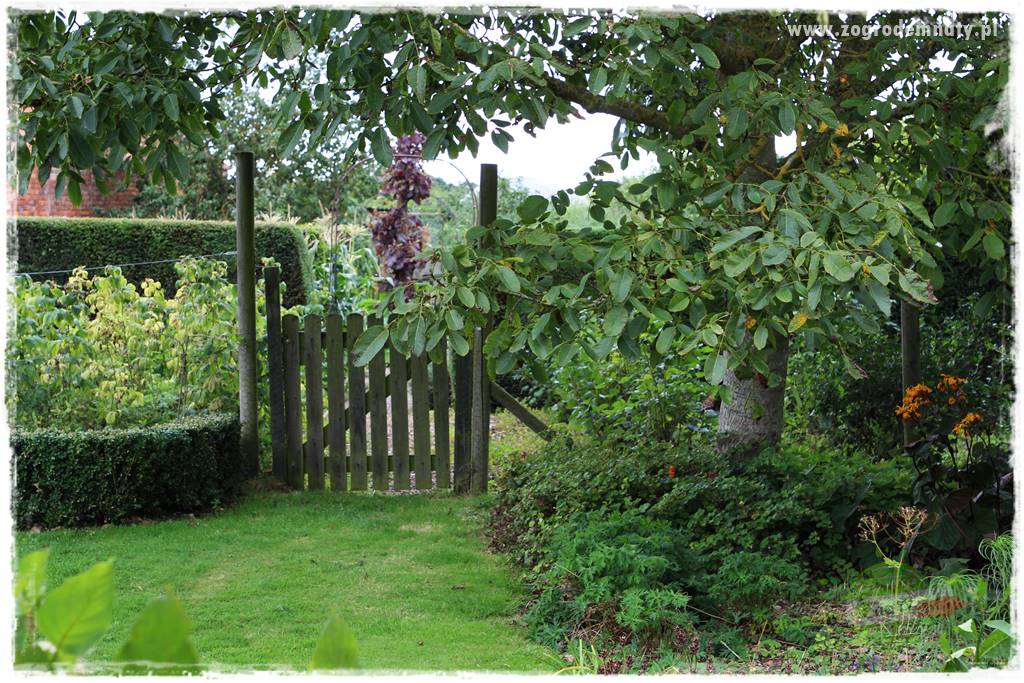 rośliny na zasadową glebę 16