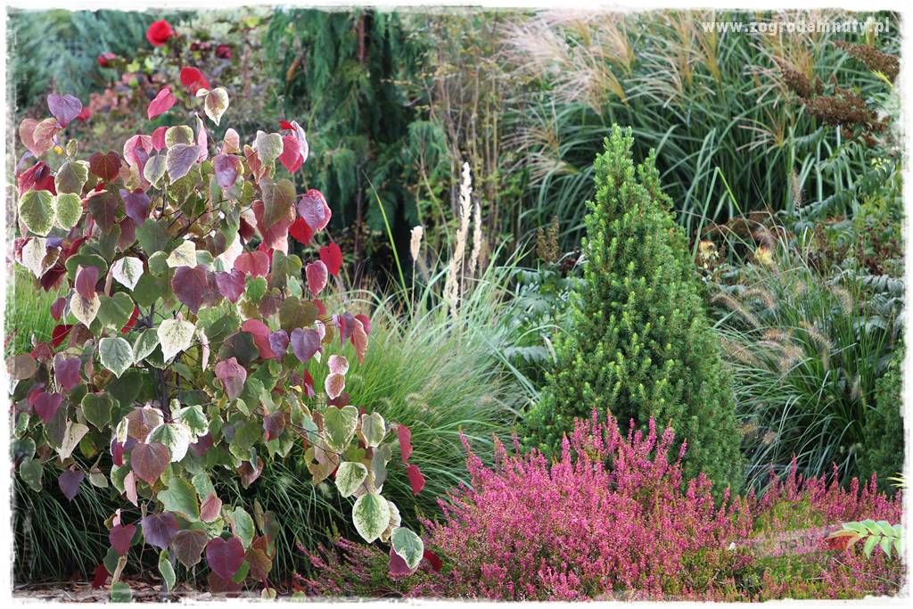 rośliny na zasadową glebę 21