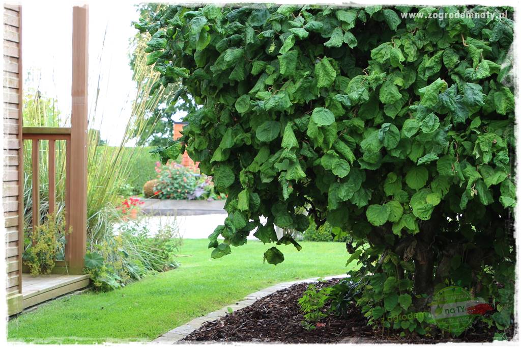 rośliny na zasadową glebę 26