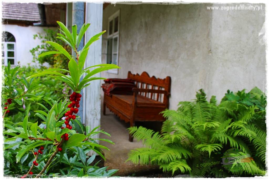 rośliny na zasadową glebę 27