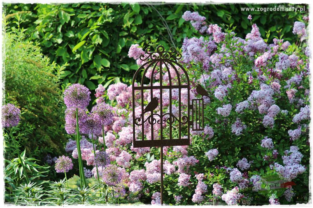 rośliny na zasadową glebę 30