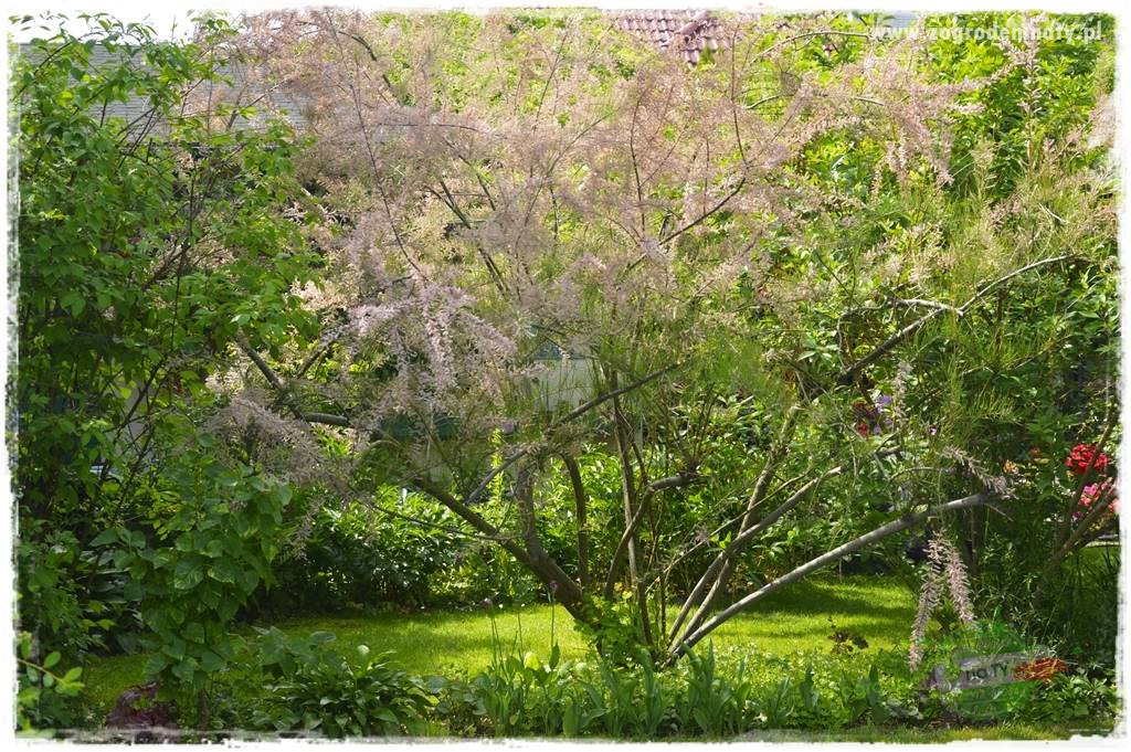 rośliny na zasadową glebę 32