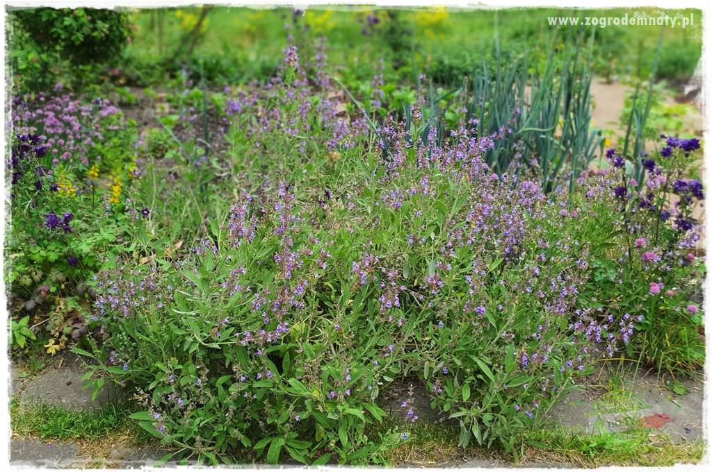 rośliny na zasadową glebę 37