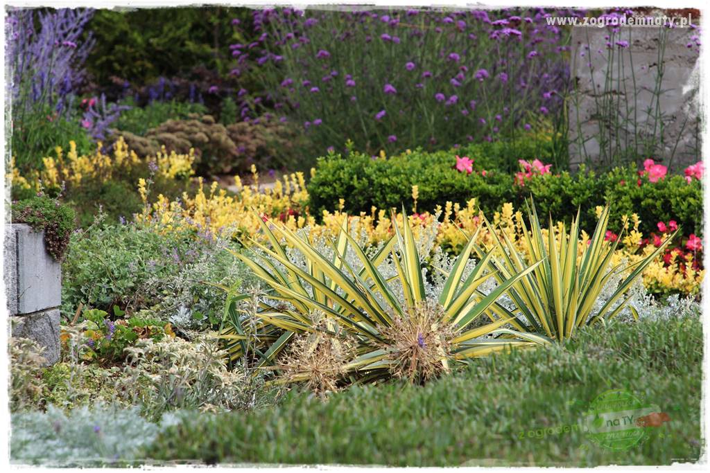 rośliny na zasadową glebę 4