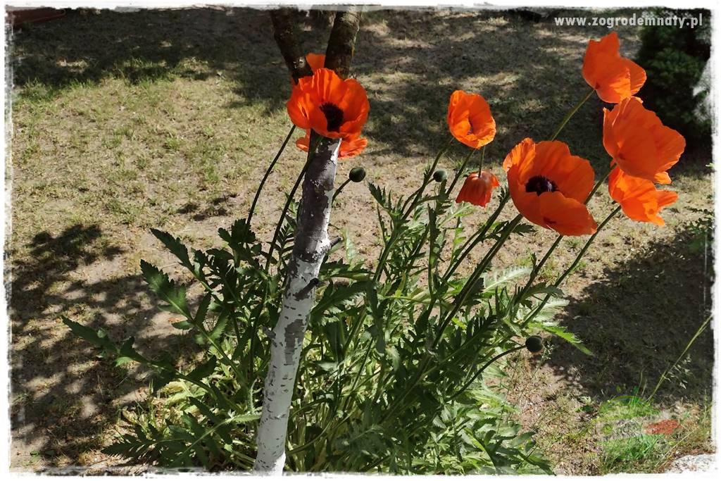 rośliny na zasadową glebę 40