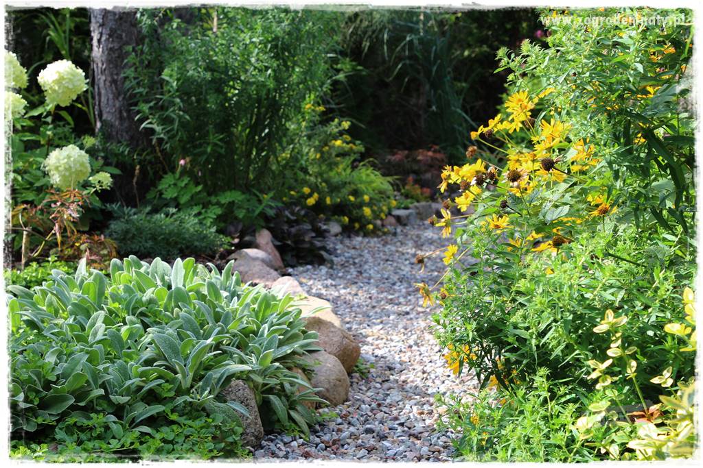 rośliny na zasadową glebę 46