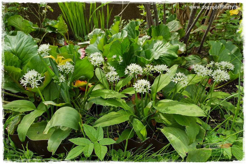 rośliny na zasadową glebę 50