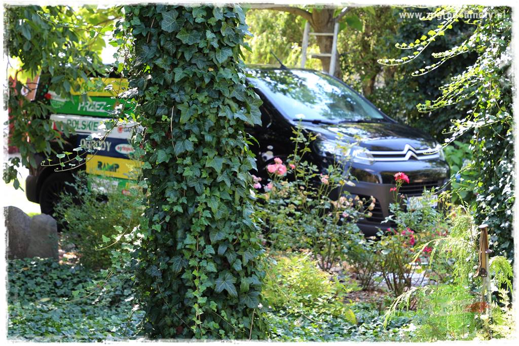 rośliny na zasadową glebę 53