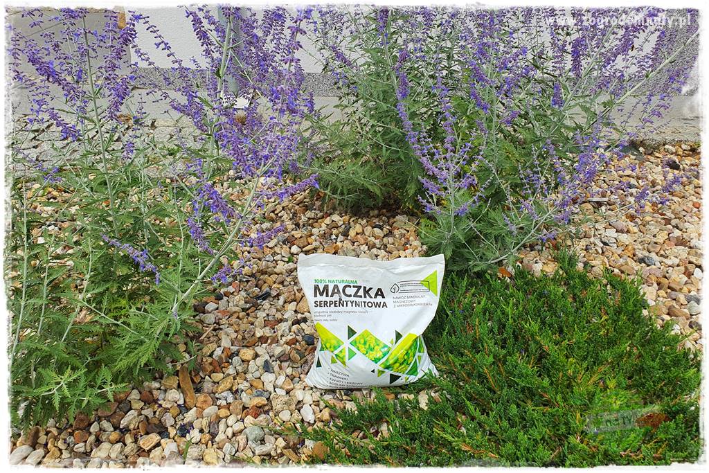 rośliny na zasadową glebę 56