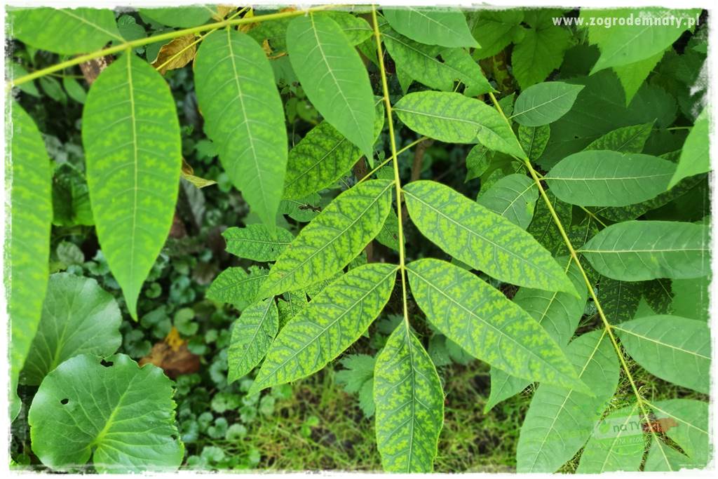 rośliny na zasadową glebę 59 rośliny na zasadową glebę 59