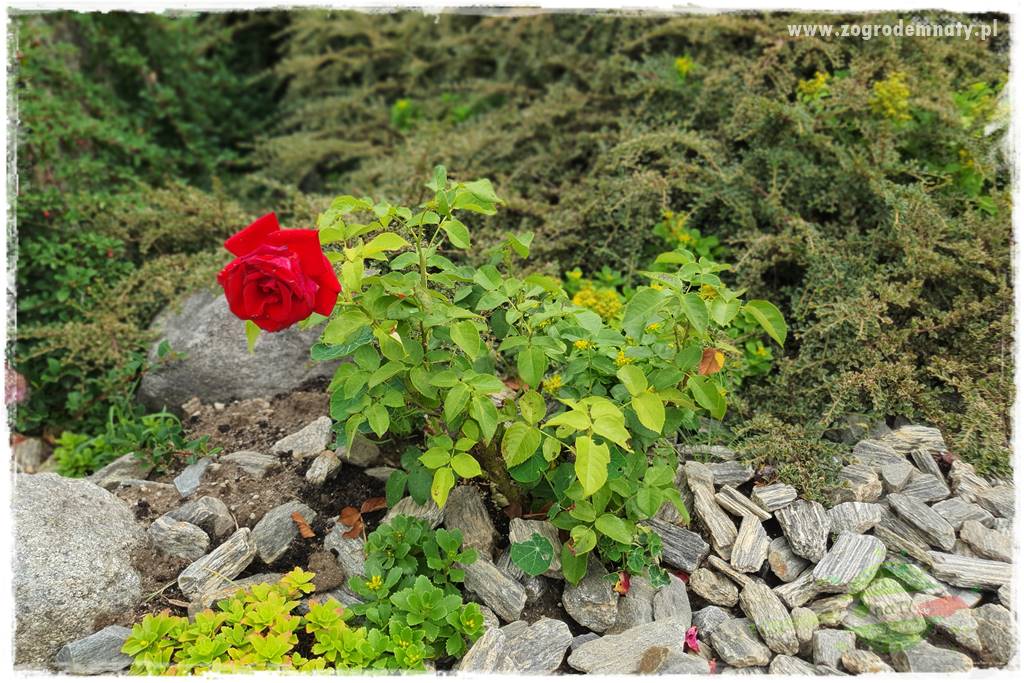 rośliny na zasadową glebę 60 rośliny na zasadową glebę 60