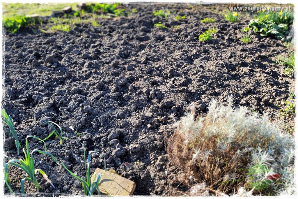 rośliny na zasadową glebę 62