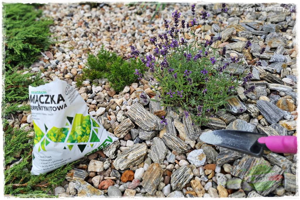 rośliny na zasadową glebę 64 rośliny na zasadową glebę 64