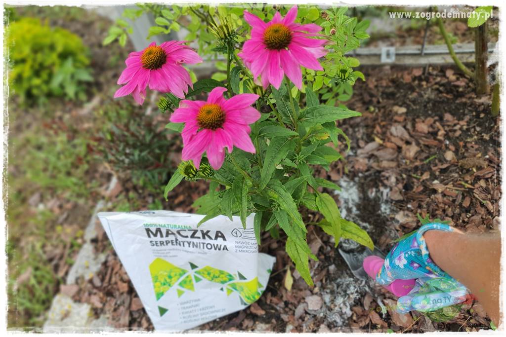 rośliny na zasadową glebę 67 rośliny na zasadową glebę 67