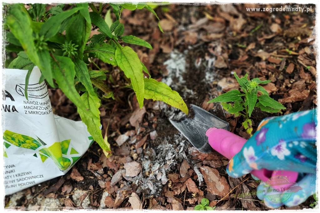 rośliny na zasadową glebę 68 rośliny na zasadową glebę 68