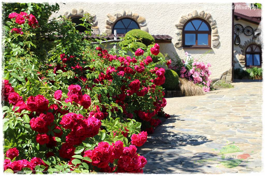 różany ogród 1