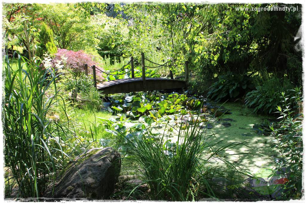 różany ogród 10