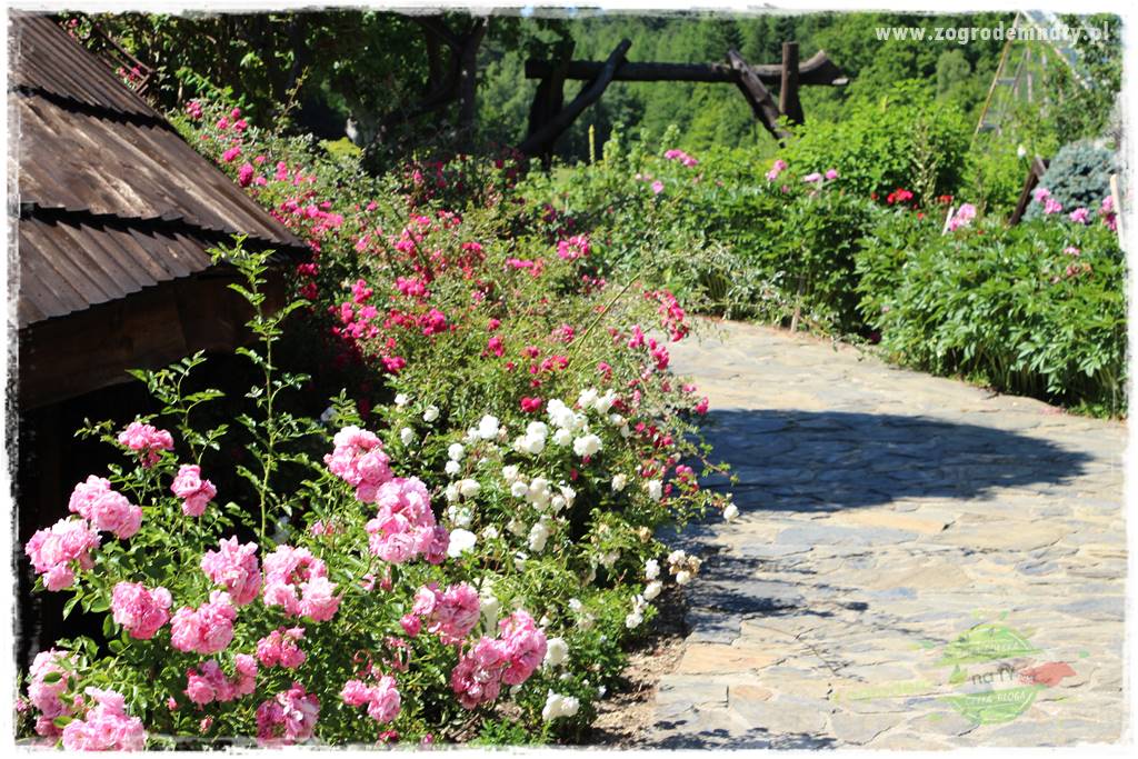 różany ogród 2