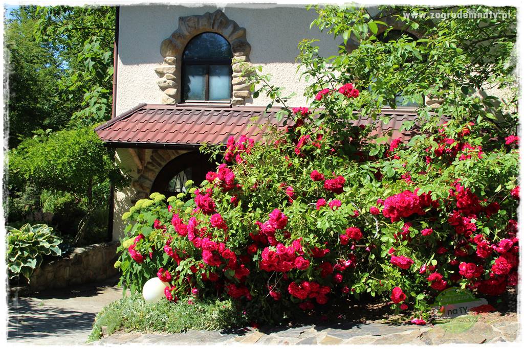różany ogród 202