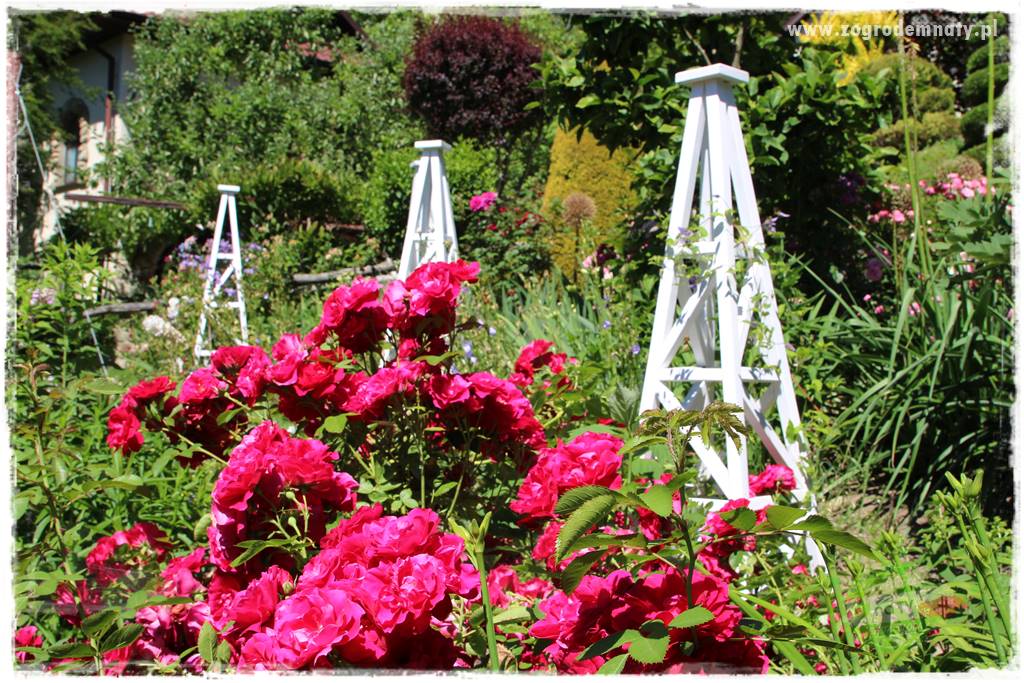 różany ogród 203