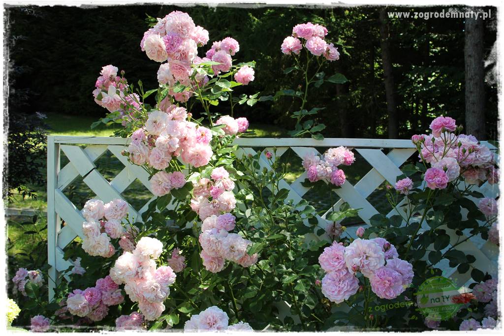 różany ogród 212