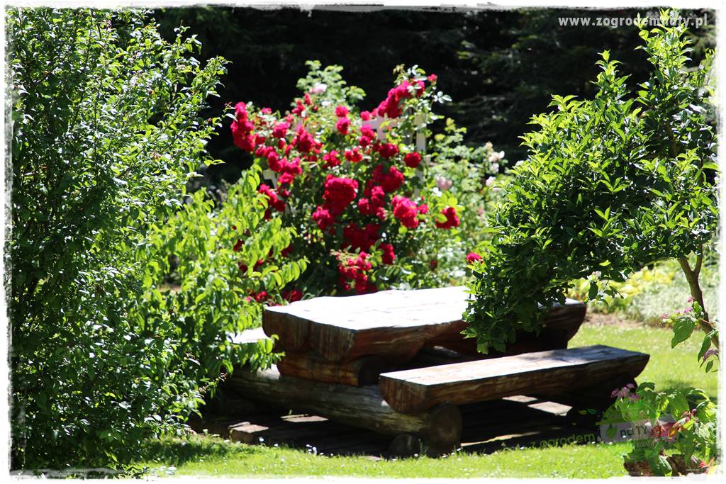 różany ogród 213