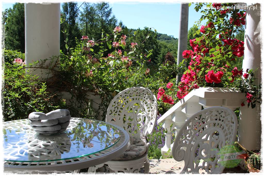 różany ogród 26