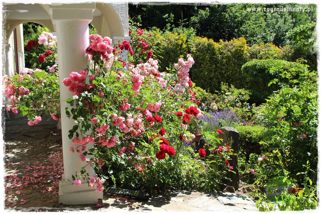 różany ogród 3