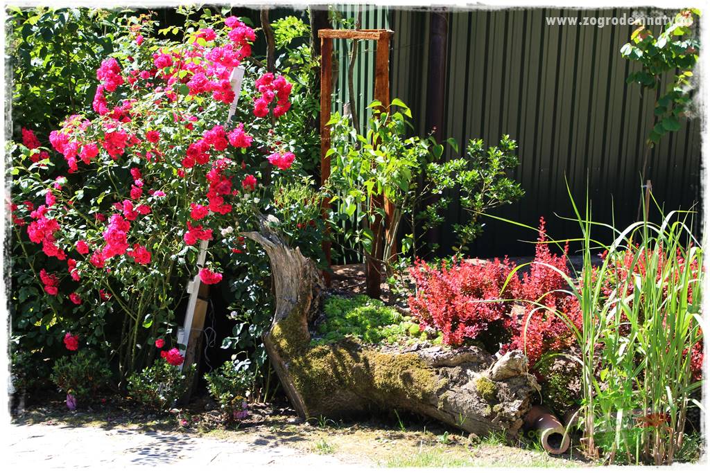 różany ogród 30