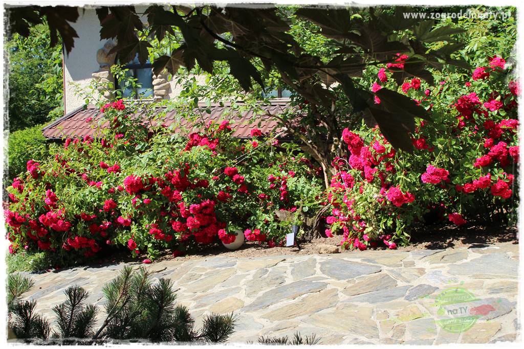 różany ogród 32
