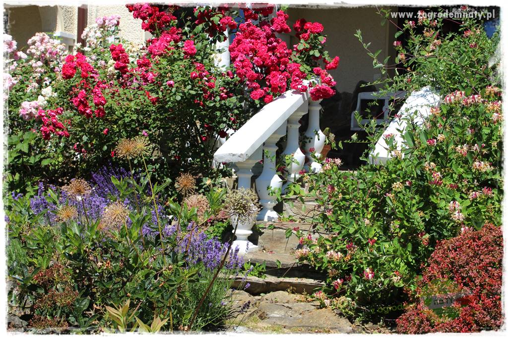 różany ogród 34