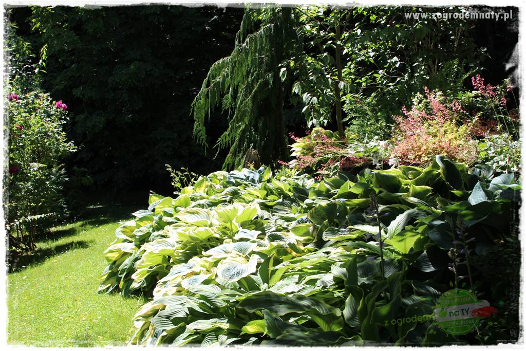 różany ogród 35
