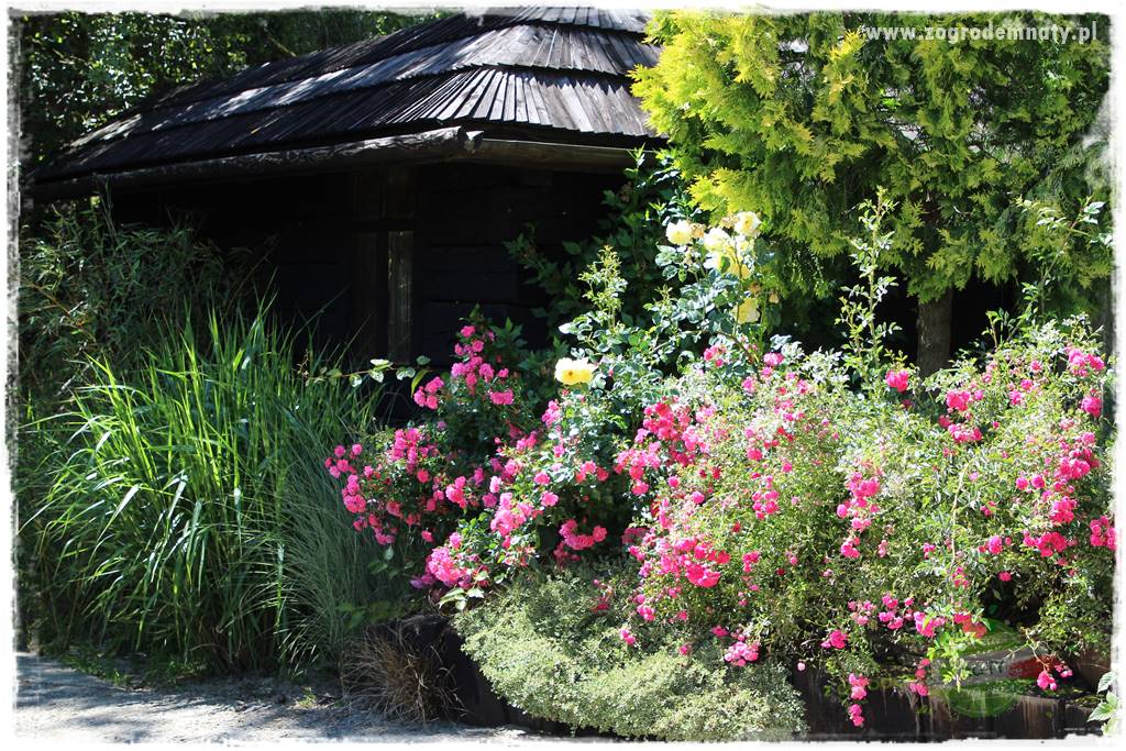 różany ogród 36