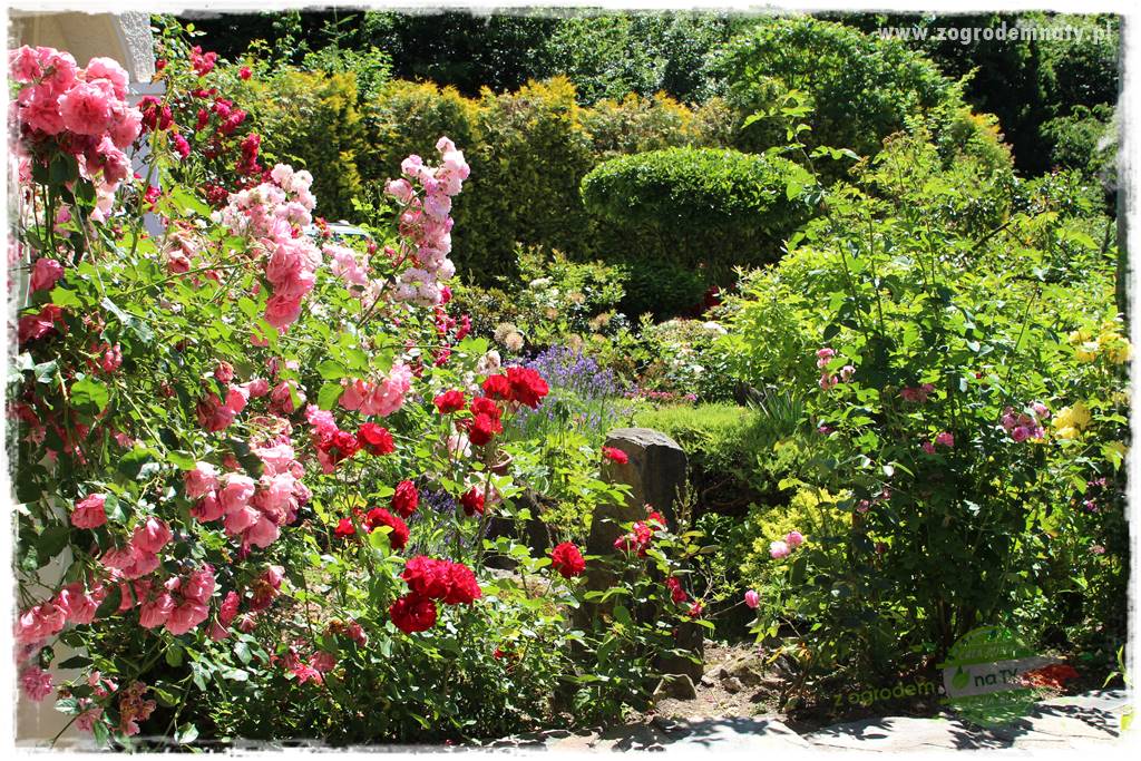 różany ogród 38