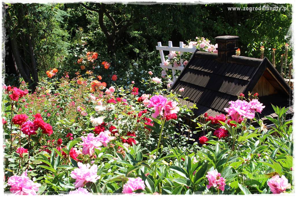 różany ogród 4