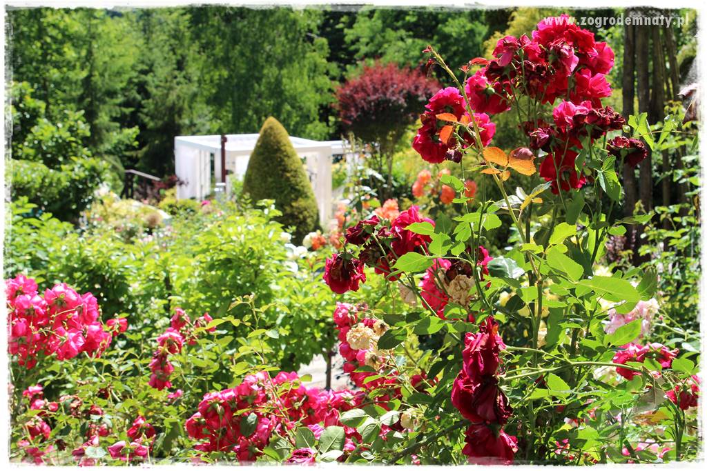 różany ogród 403