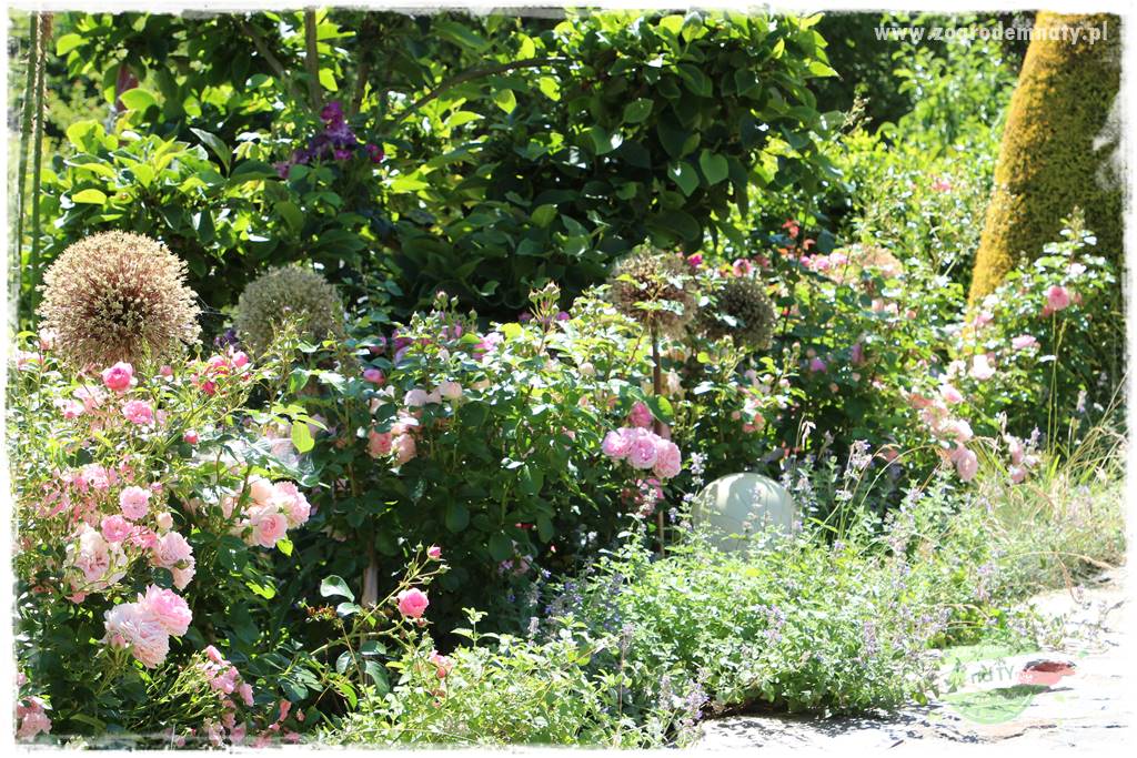 różany ogród 405